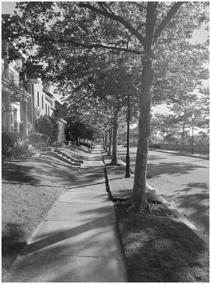 Symbolic meanings of ordinary city streets and their trees